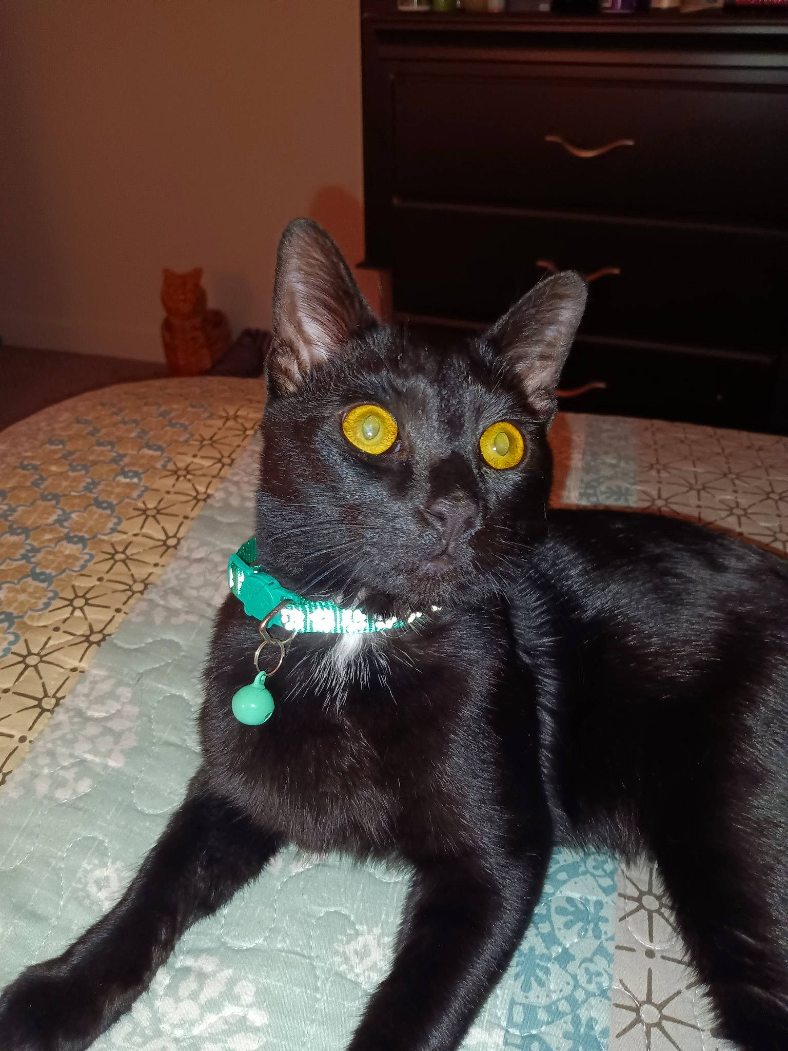 Binks joined the competition — help win amazing prizes! black_cat, bombay, carnivore, cat, claw, computer_keyboard, domestic_short_haired_cat, felidae, fur, havana_brown, paw, small_to_medium_sized_cats, snout, tail, terrestrial_animal, whiskers