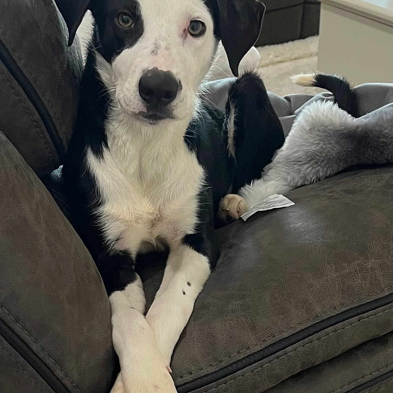 Luna is registered to the contest to win money with this photo: animal, black_and_white, blanket, canine, companion, couch, cozy, cute, dog, domestic, fur, furniture, home, indoor, lounge, paws_crossed, pet, portrait, relaxed, resting