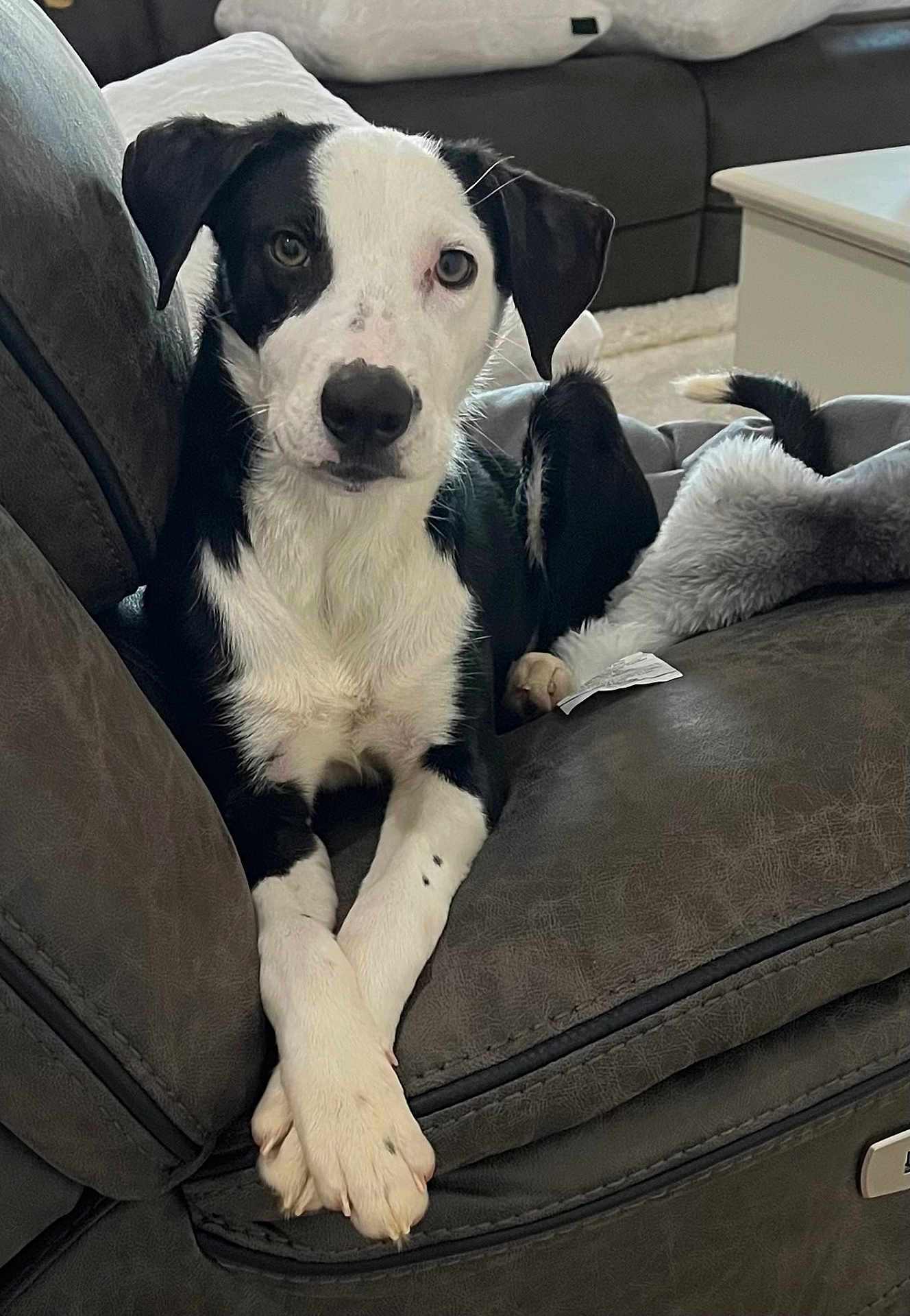 Luna is registered to the contest to win money with this photo: dog, black_and_white, lounge, couch, paws_crossed, indoor, pet, fur, relaxed, blanket, home, furniture, animal, companion, cute, domestic, resting, cozy, portrait, canine