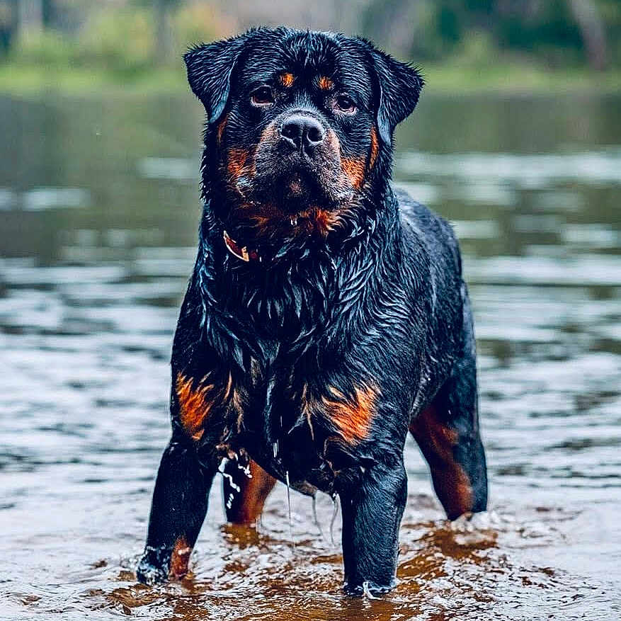 Atlas joined the competition — help win amazing prizes! animal, black, brown, calm, canine, daylight, dog, forest, fur, mammal, nature, outdoor, pet, portrait, river, rottweiler, standing, water, water_reflection, wet_fur