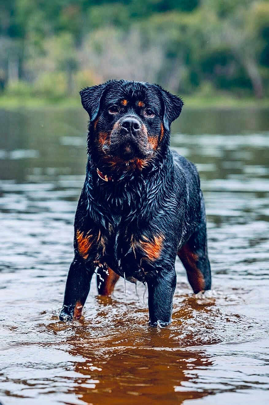 Atlas joined the competition — help win amazing prizes! rottweiler, dog, water, wet_fur, standing, river, outdoor, animal, nature, forest, canine, portrait, mammal, pet, water_reflection, brown, black, fur, daylight, calm