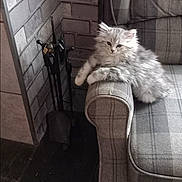 Sassy is registered to the contest to win money with this photo: kitten, cat, furniture, couch, plaid, armrest, brick_wall, indoor, pet, fluffy, resting, cozy, fireplace_tools, gray_cat, white_cat, carpet, home_interior, animal, cute, relaxed