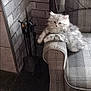 kitten, cat, furniture, couch, plaid, armrest, brick_wall, indoor, pet, fluffy, resting, cozy, fireplace_tools, gray_cat, white_cat, carpet, home_interior, animal, cute, relaxed