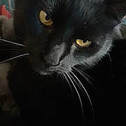 Kitty participe au concours pour gagner de l'argent avec cette photo : black_cat, cat, pet, animal, whiskers, close_up, yellow_eyes, feline, fur, indoor, cute, portrait, head, face, mammal, domestic_animal, eye_contact, resting, soft_texture, curious