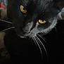 black_cat, cat, pet, animal, whiskers, close_up, yellow_eyes, feline, fur, indoor, cute, portrait, head, face, mammal, domestic_animal, eye_contact, resting, soft_texture, curious