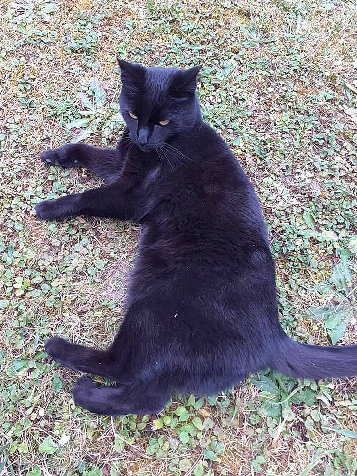 Kitty a rejoint le concours — aidez-le/la à gagner de superbes lots ! asian_semi_longhair, black_cat, bombay, carnivore, cat, domestic_short_haired_cat, felidae, korat, mammal, nebelung, small_to_medium_sized_cats, tail, vertebrate, whiskers