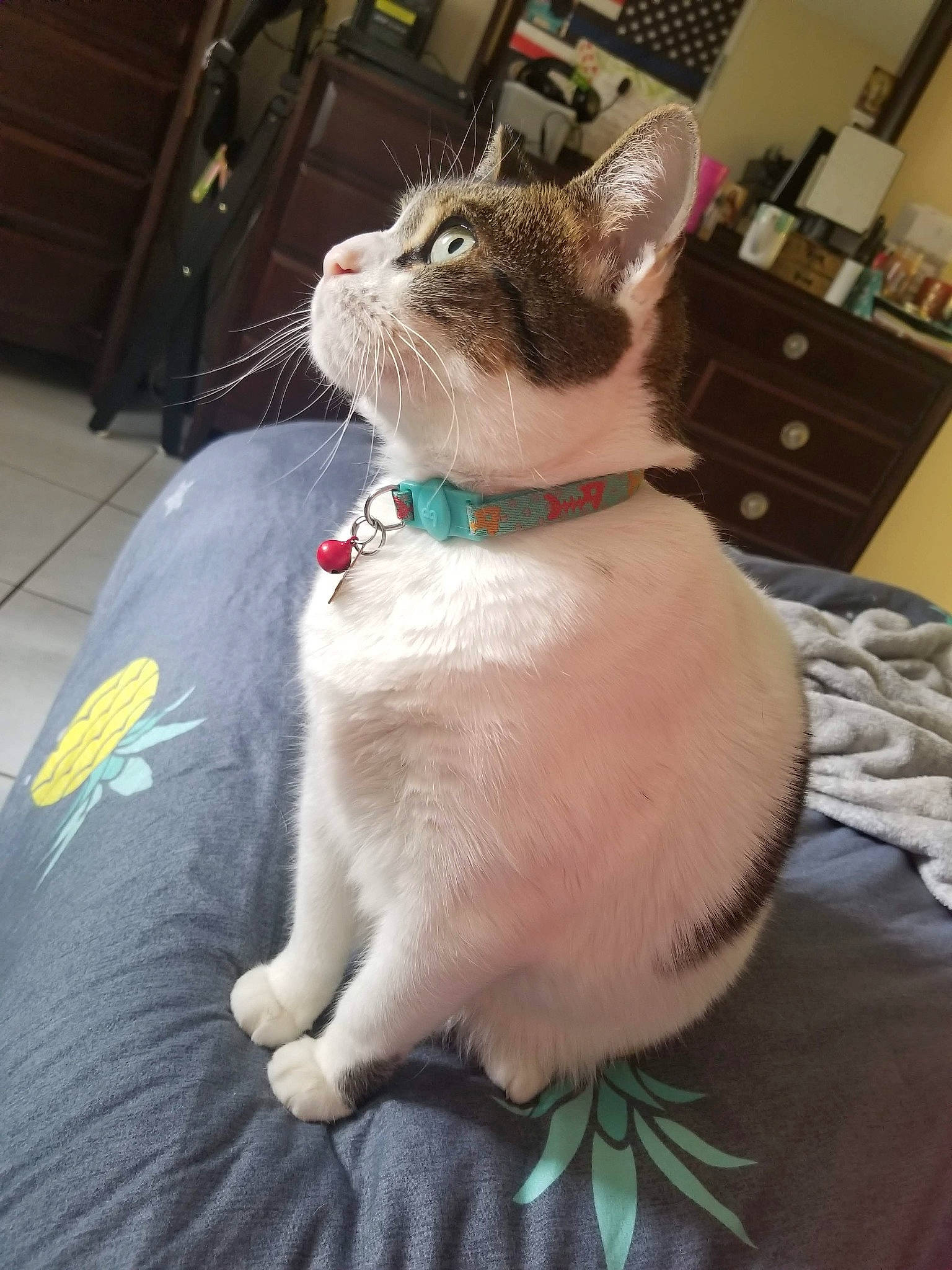 Linda joined the competition — help win amazing prizes! aegean_cat, asian, carnivore, cat, domestic_short_haired_cat, ear, european_shorthair, fawn, felidae, fur, german_rex, kitten, ojos_azules, small_to_medium_sized_cats, tail, tie, turkish_van, whiskers