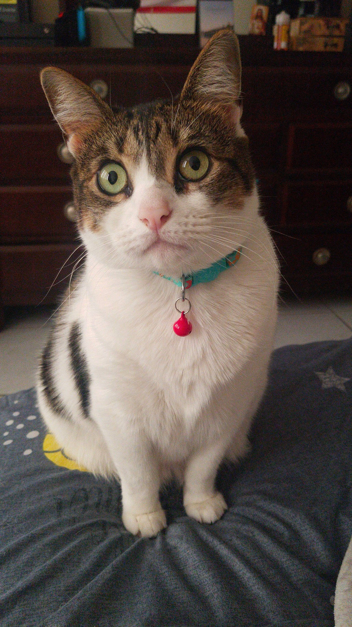 Linda joined the competition — help win amazing prizes! aegean_cat, american_shorthair, american_wirehair, asian, carnivore, cat, domestic_short_haired_cat, european_shorthair, eye, felidae, japanese_bobtail, kitten, mammal, nose, ojos_azules, small_to_medium_sized_cats, tabby_cat, turkish_van, vertebrate, whiskers