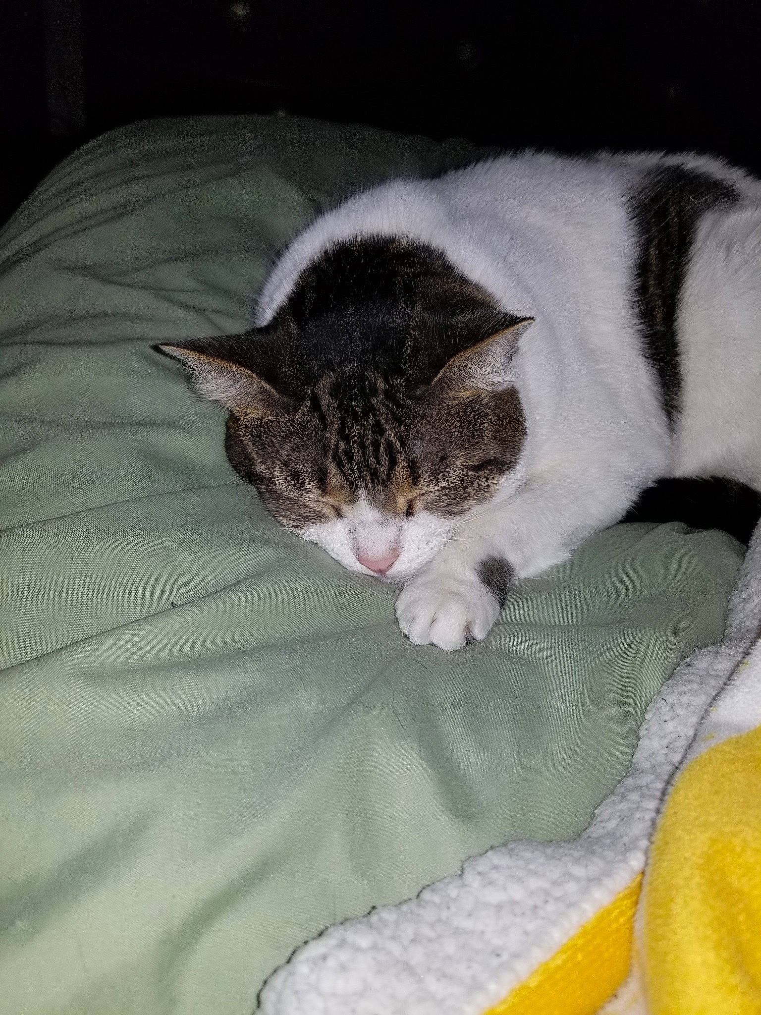 Linda joined the competition — help win amazing prizes! aegean_cat, american_wirehair, carnivore, cat, domestic_short_haired_cat, european_shorthair, felidae, kitten, nap, polydactyl_cat, small_to_medium_sized_cats, tail, whiskers