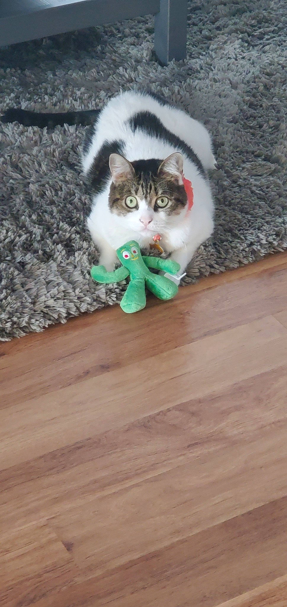 Linda is registered to the contest to win money with this photo: aegean_cat, american_shorthair, american_wirehair, asian, carnivore, cat, domestic_short_haired_cat, european_shorthair, felidae, floor, flooring, hardwood, kitten, laminate_flooring, polydactyl_cat, small_to_medium_sized_cats, tail, whiskers, wood, wood_flooring