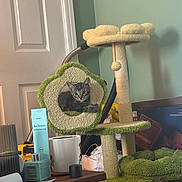 Loki is registered to the contest to win money with this photo: cat, kitten, cat_tree, flower_shape, pet, indoor, furniture, mug, diffuser, table, green_wall, household_items, curious, relaxed, tabby, soft_texture, cozy, room, vacuum_cleaner, clutter