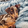 puppy, dog, blanket, fur, cute, pet, animal, cozy, indoor, brown, white, tan, fur_pattern, sleepy, relaxed, closeup, soft, texture, resting, companion
