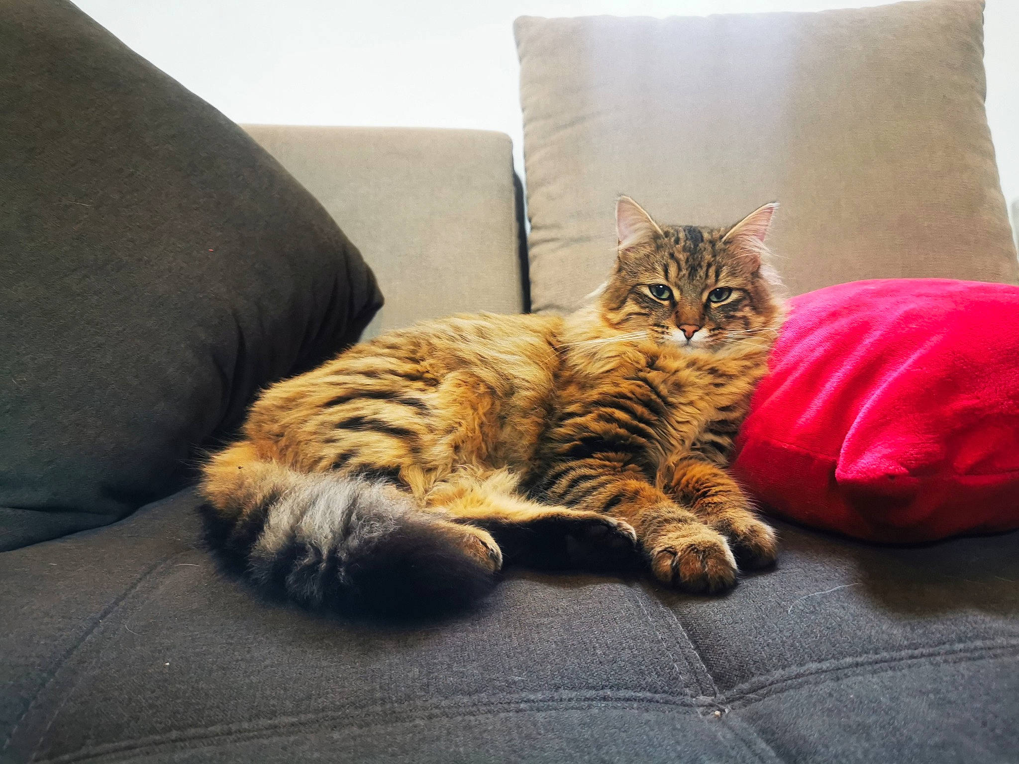 Tsuki a rejoint le concours — aidez-le/la à gagner de superbes lots ! bedding, carnivore, cat, comfort, couch, domestic_short_haired_cat, eye, felidae, fur, furniture, hardwood, linens, paw, pillow, room, small_to_medium_sized_cats, tail, tree, whiskers, wood