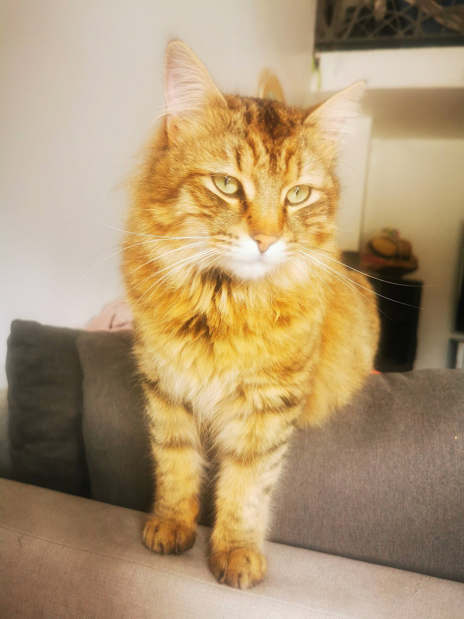 Tsuki participe au concours pour gagner de l'argent avec cette photo : carnivore, cat, claw, comfort, domestic_short_haired_cat, ear, fawn, felidae, fur, maine_coon, paw, picture_frame, sitting, small_to_medium_sized_cats, snout, tail, terrestrial_animal, whiskers, window, wood