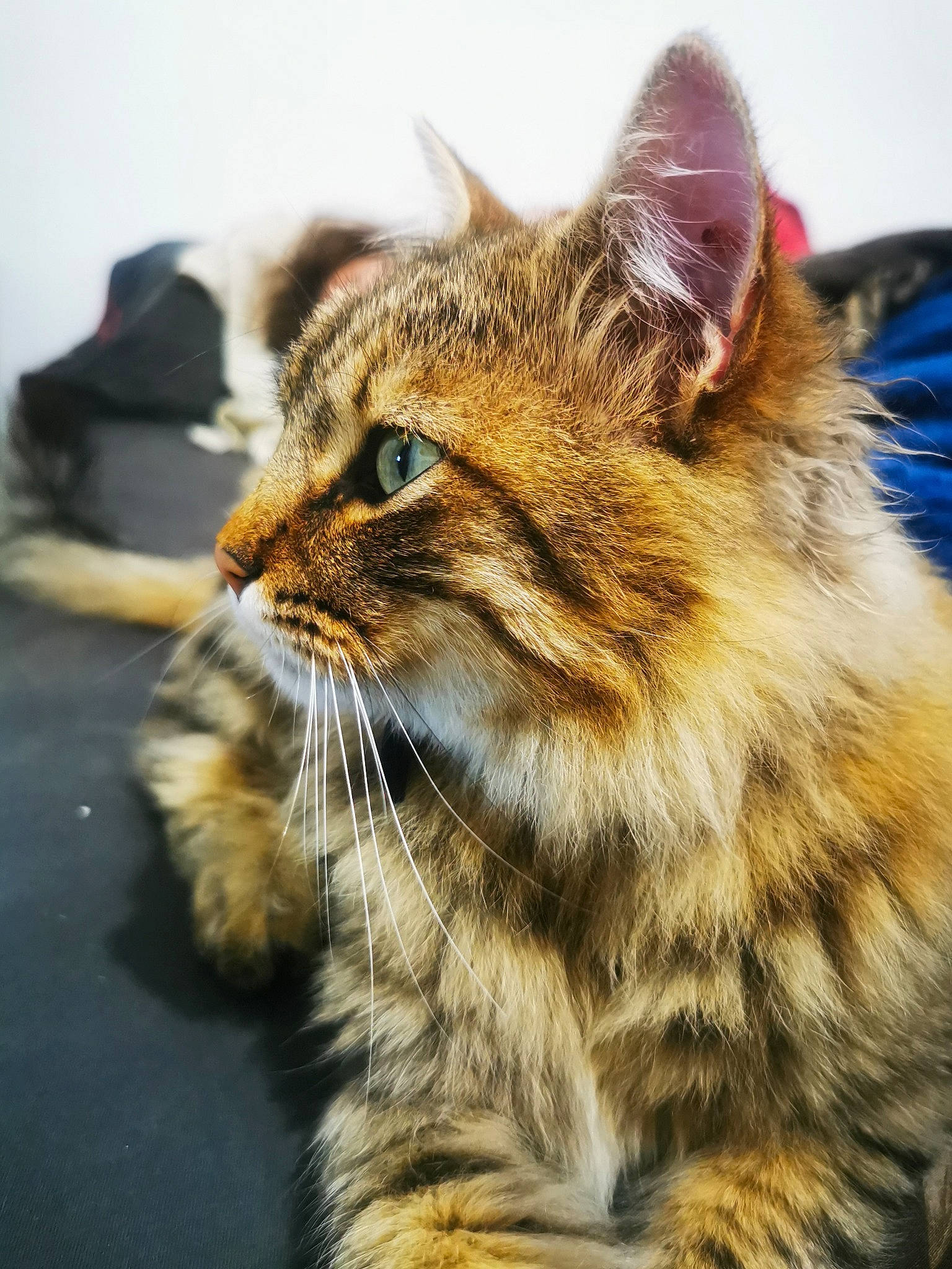 Tsuki a rejoint le concours — aidez-le/la à gagner de superbes lots ! carnivore, cat, claw, close_up, domestic_short_haired_cat, fawn, felidae, fur, grass, iris, paw, small_to_medium_sized_cats, snout, terrestrial_animal, whiskers, wildlife, window