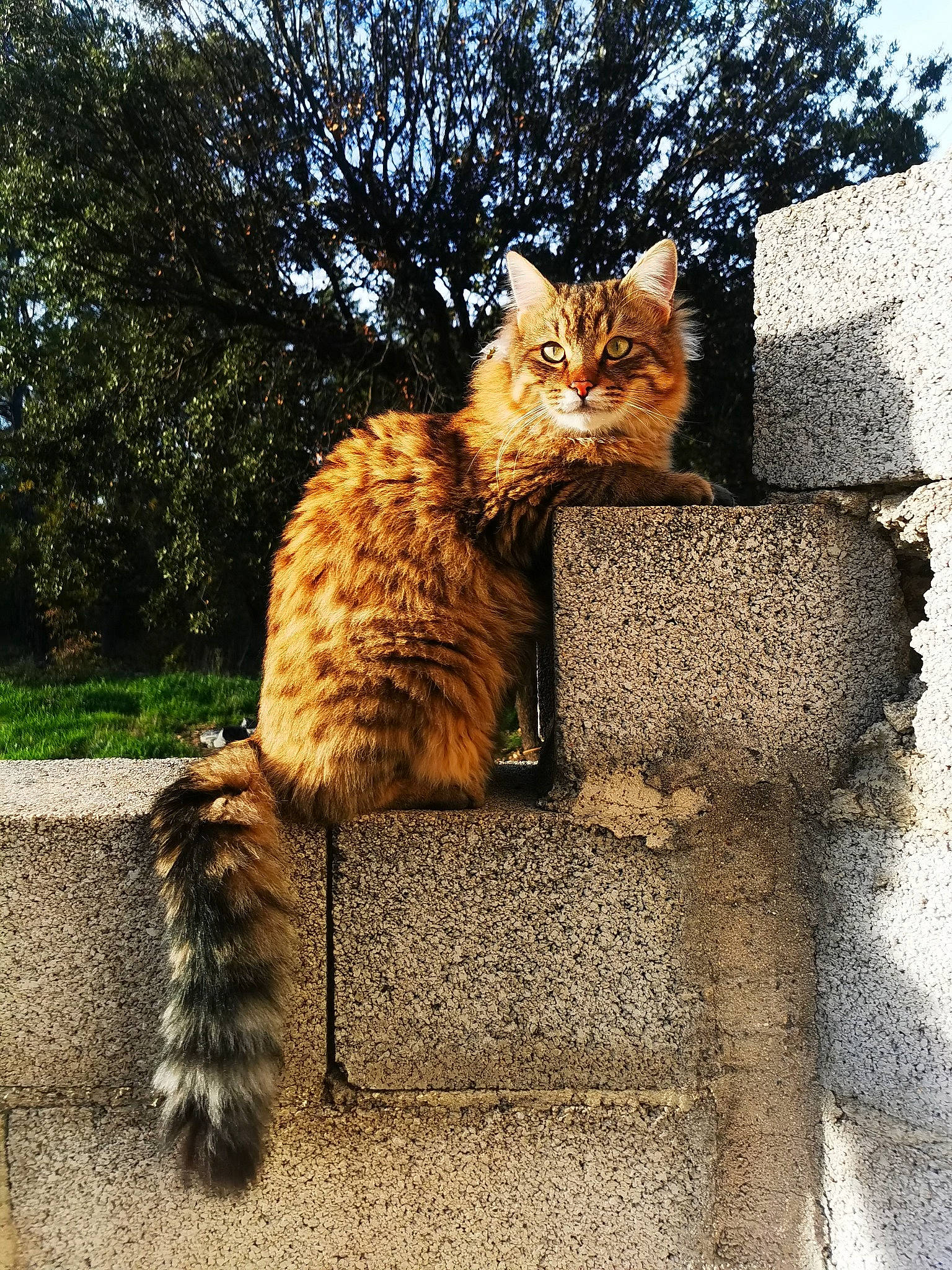 Tsuki participe au concours pour gagner de l'argent avec cette photo : carnivore, cat, domestic_short_haired_cat, fawn, felidae, fur, grass, human_leg, plant, road_surface, sitting, small_to_medium_sized_cats, snout, tail, terrestrial_animal, tints_and_shades, tree, trunk, whiskers, wood