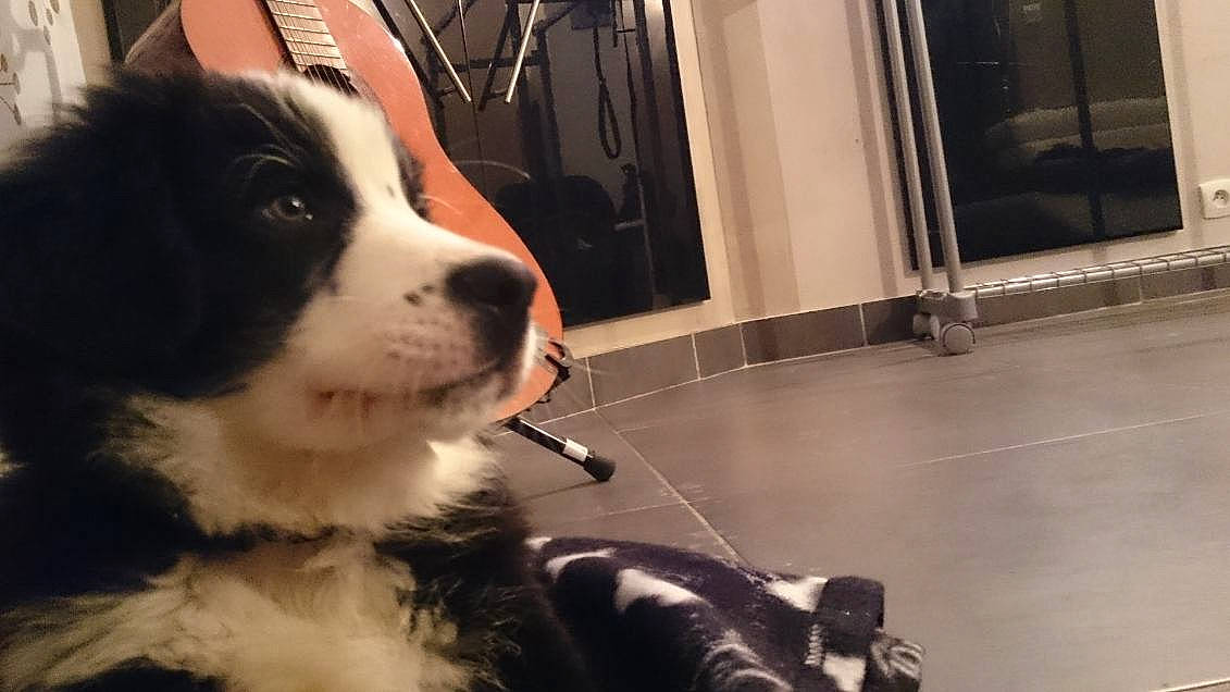 Jackson participe au concours pour gagner de l'argent avec cette photo : ball, bored, canidae, carnivore, companion_dog, dog, dog_breed, door, flooring, fur, giant_dog_breed, herding_dog, non_sporting_group, paw, snout, tail, terrestrial_animal, whiskers, working_animal, working_dog