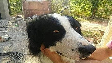 Jackson participe au concours pour gagner de l'argent avec cette photo : bored, canidae, carnivore, companion_dog, dog, dog_breed, fur, herding_dog, plant, snout, sporting_group, terrestrial_animal, tree, working_animal, working_dog