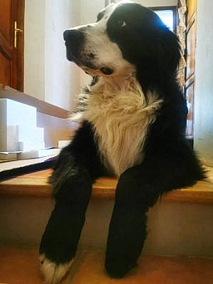 Jackson a rejoint le concours — aidez-le/la à gagner de superbes lots ! ancient_dog_breeds, canidae, carnivore, companion_dog, dog, dog_breed, flooring, fur, giant_dog_breed, herding_dog, natural_material, snout, sporting_group, terrestrial_animal, working_animal, working_dog