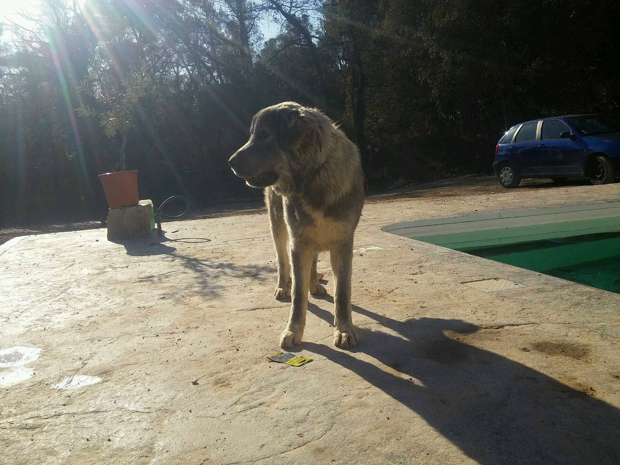 Monroe a rejoint le concours — aidez-le/la à gagner de superbes lots ! canidae, carnivore, dog, dog_breed, fawn, guard_dog, sporting_group, vehicle