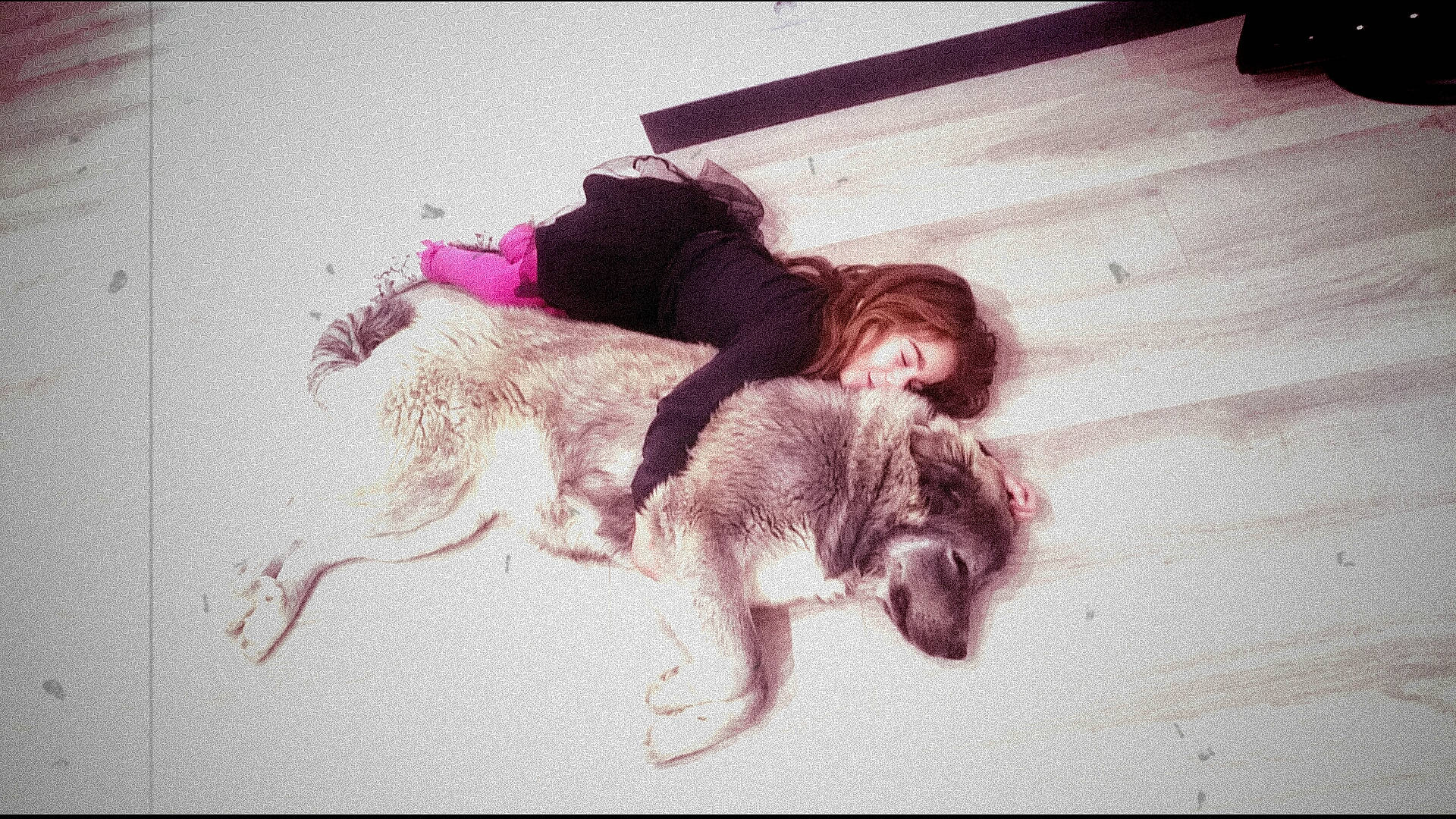 Monroe a rejoint le concours — aidez-le/la à gagner de superbes lots ! canidae, carnivore, dog, dog_breed, drawing, fun, fur, illustration, irish_wolfhound, leg, pink, puppy_love, sporting_group, square, tail