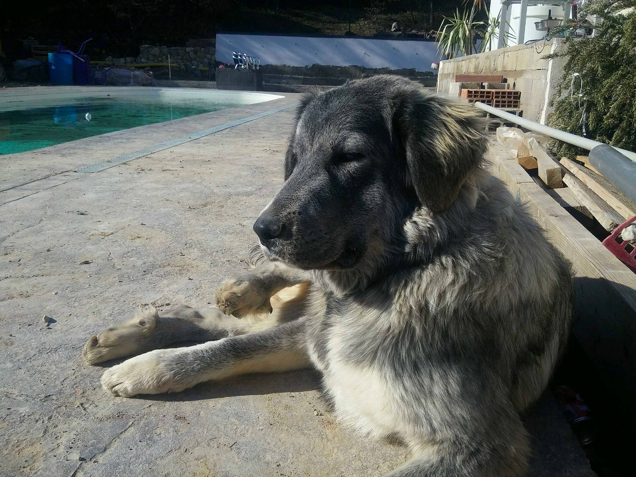 Monroe participe au concours pour gagner de l'argent avec cette photo : canidae, carnivore, carpathian_shepherd_dog, dog, dog_breed, giant_dog_breed, livestock_guardian_dog, mammal, rafeiro_do_alentejo, sarplaninac, sporting_group, vertebrate