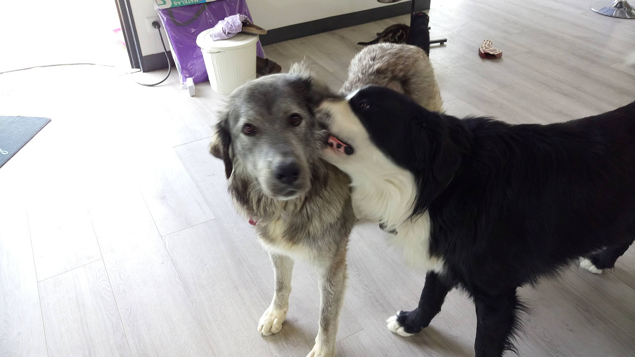 Monroe a rejoint le concours — aidez-le/la à gagner de superbes lots ! border_collie, canidae, carnivore, dog, dog_breed, mammal, rare_breed_dog, snout, sporting_group, stabyhoun, vertebrate