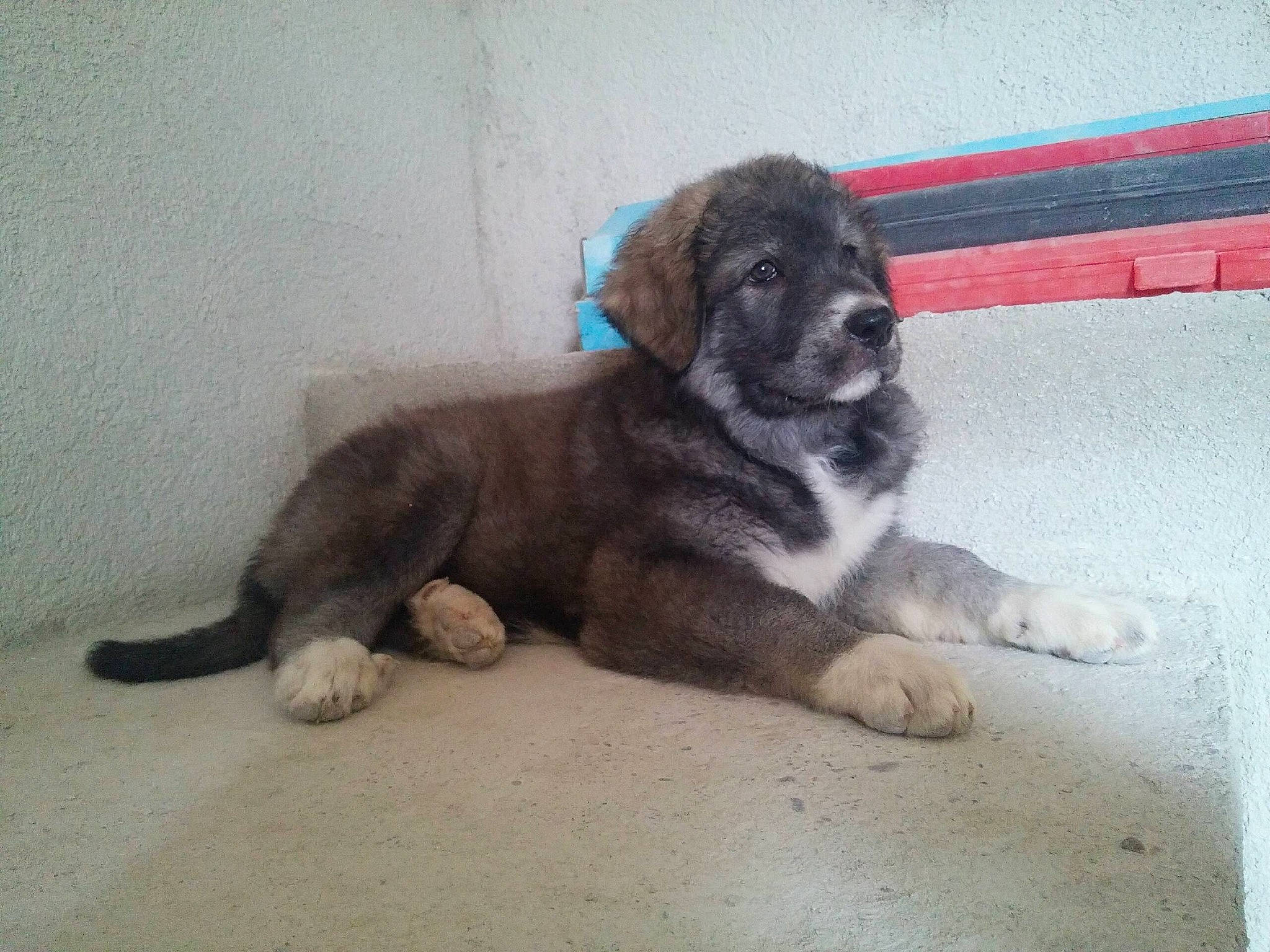 Monroe participe au concours pour gagner de l'argent avec cette photo : canidae, carnivore, caucasian_shepherd_dog, companion_dog, dog, dog_breed, fawn, mammal, puppy, rafeiro_do_alentejo, rare_breed_dog, sarplaninac, sporting_group, vertebrate