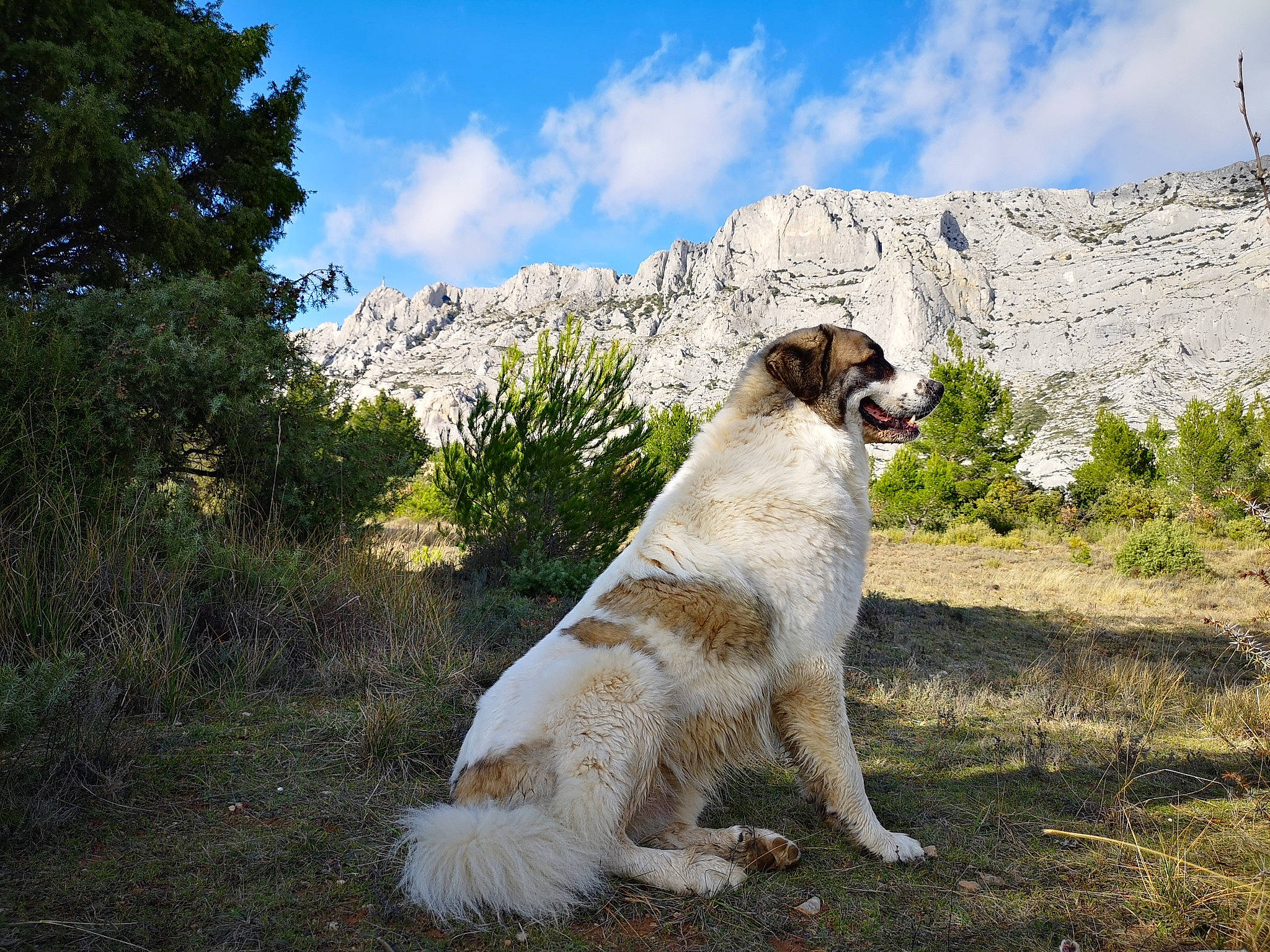 N'Drix participe au concours pour gagner de l'argent avec cette photo : canidae, carnivore, companion_dog, dog, dog_breed, mammal, rare_breed_dog, setter, sporting_group, tornjak, vertebrate