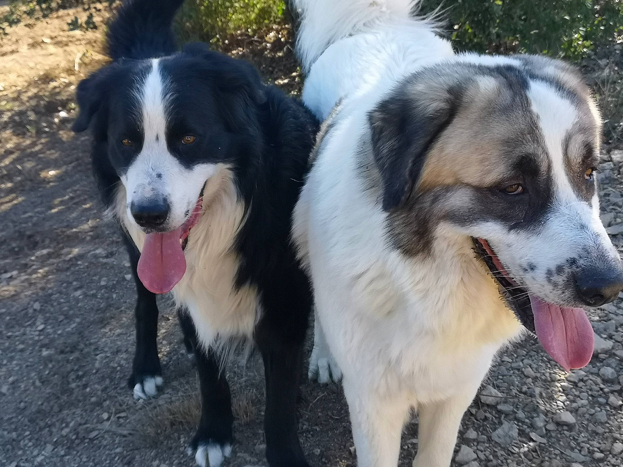 N'Drix a rejoint le concours — aidez-le/la à gagner de superbes lots ! australian_collie, border_collie, bucovina_shepherd_dog, canidae, carnivore, companion_dog, dog, dog_breed, english_shepherd, herding_dog, karakachan_dog, mammal, pyrenean_mastiff, rafeiro_do_alentejo, rare_breed_dog, snout, sporting_group, tornjak, vertebrate, working_dog