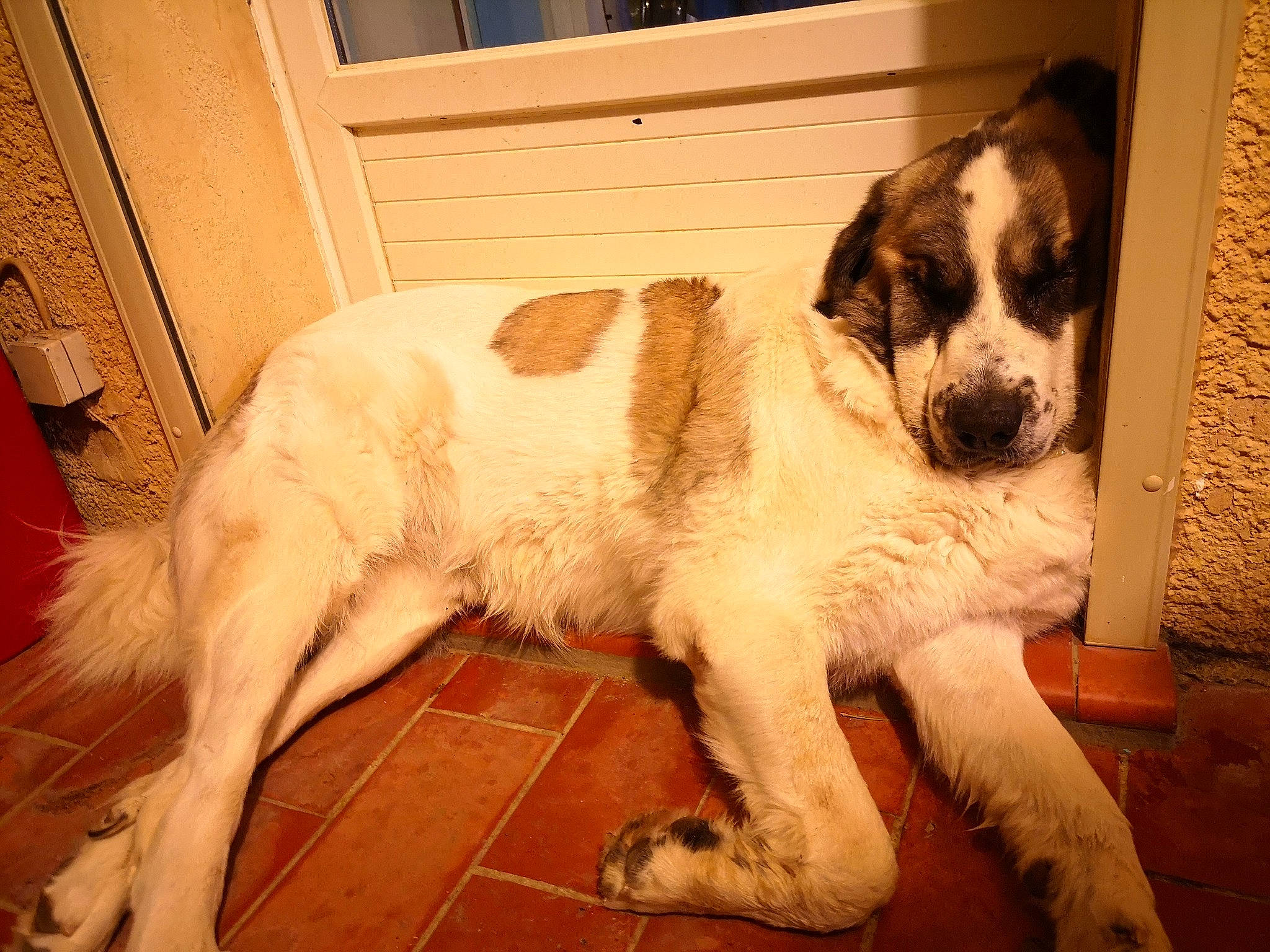 N'Drix a rejoint le concours — aidez-le/la à gagner de superbes lots ! canidae, carnivore, companion_dog, dog, dog_breed, livestock_guardian_dog, mammal, moscow_watchdog, mucuchies, pyrenean_mastiff, rafeiro_do_alentejo, sporting_group, st_bernard, tornjak, vertebrate