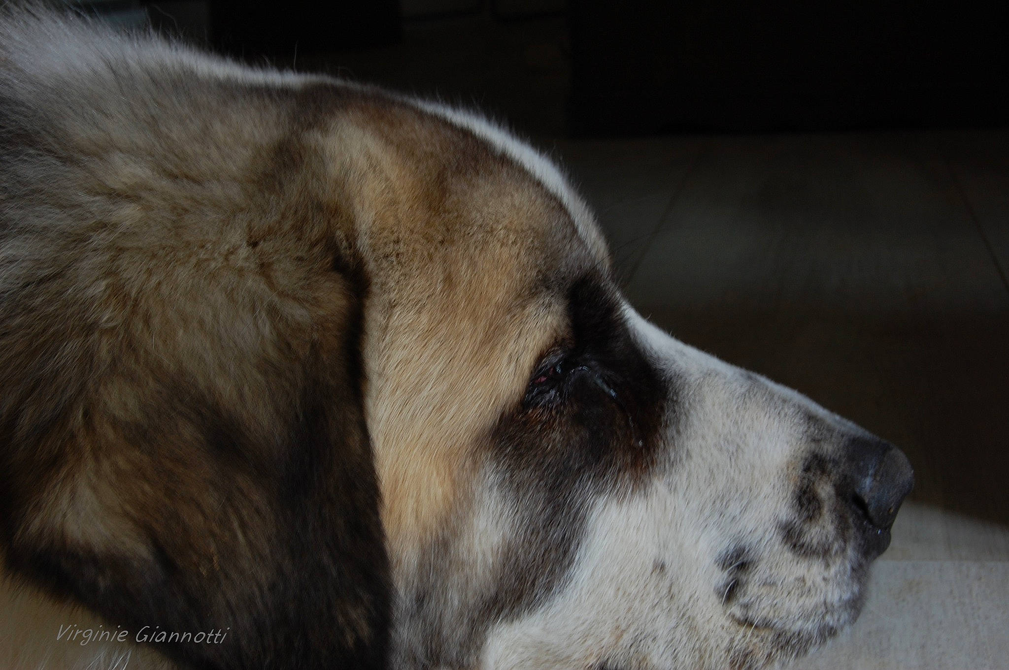 N'Drix participe au concours pour gagner de l'argent avec cette photo : canidae, carnivore, dog, dog_breed, fur, mammal, moscow_watchdog, nose, rafeiro_do_alentejo, snout, st_bernard, vertebrate