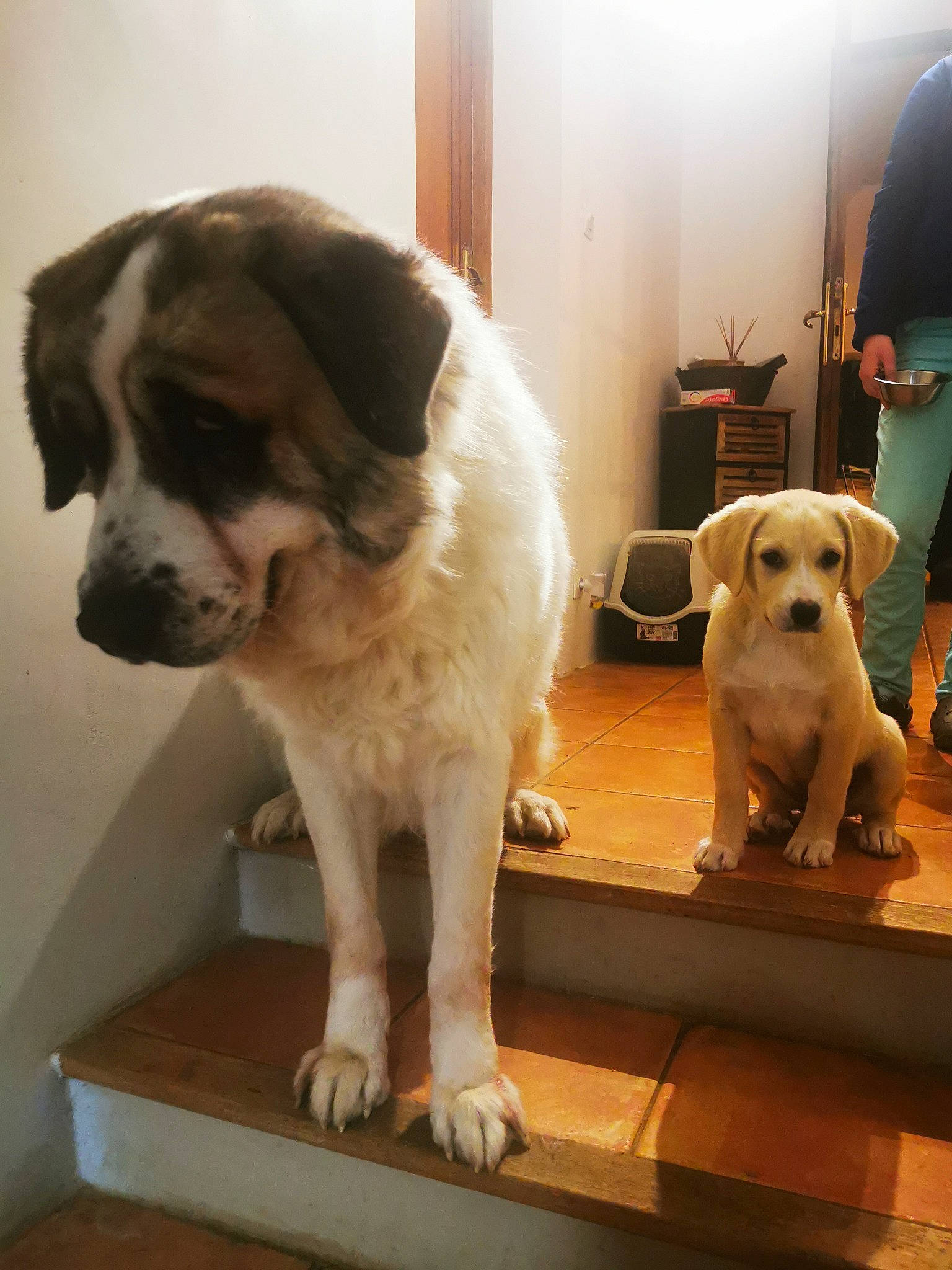 Youtwo a rejoint le concours — aidez-le/la à gagner de superbes lots ! canidae, carnivore, chair, companion_dog, couch, dog, dog_breed, door, fawn, flooring, fur, giant_dog_breed, gun_dog, mammal, moscow_watchdog, plant, snout, sporting_group, wood, working_animal