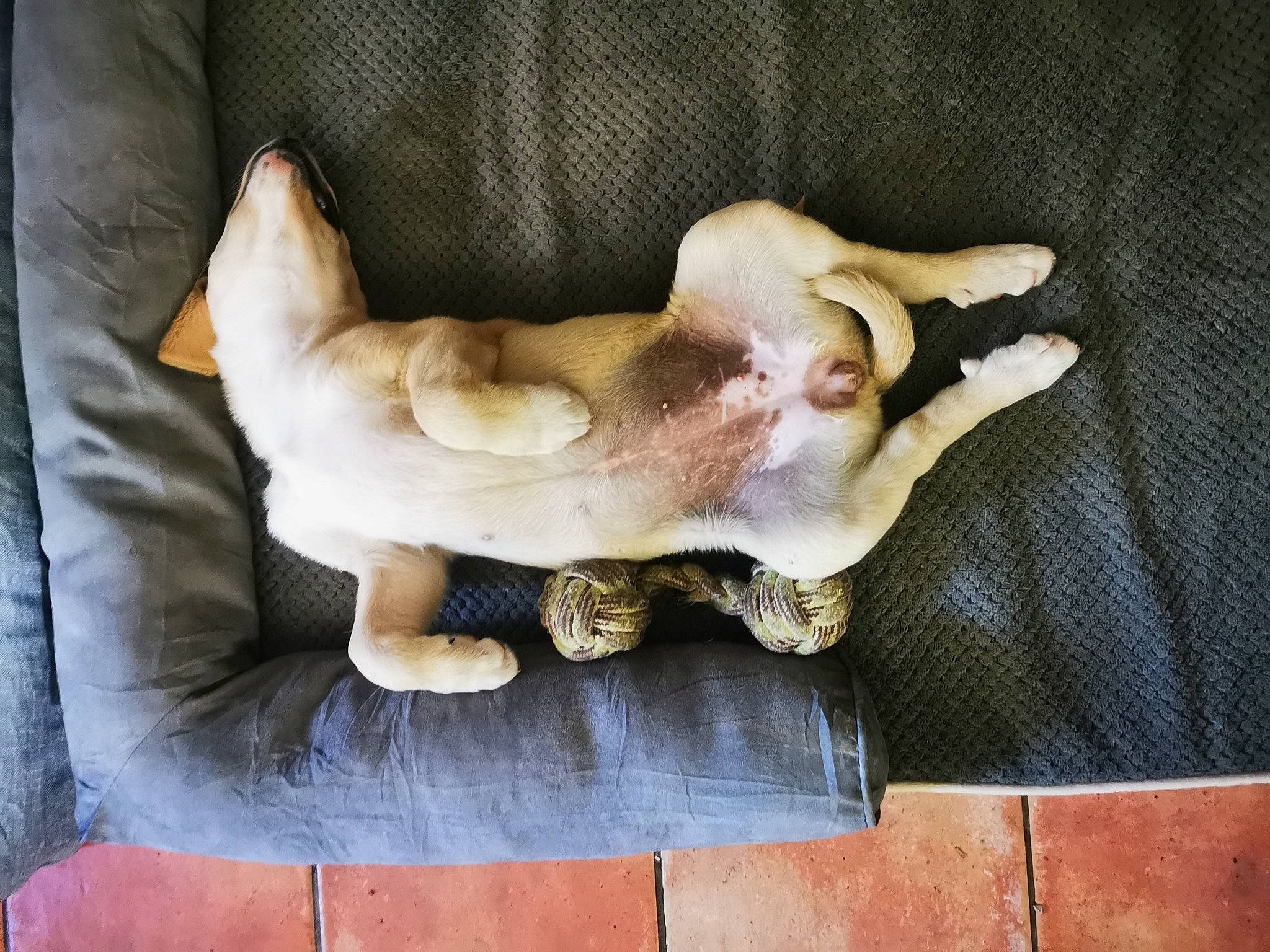 Youtwo a rejoint le concours — aidez-le/la à gagner de superbes lots ! art, canidae, carnivore, comfort, companion_dog, dog_breed, fawn, felidae, fish, foot, fur, linens, paw, sculpture, small_to_medium_sized_cats, sporting_group, tail, whiskers, wood, working_animal