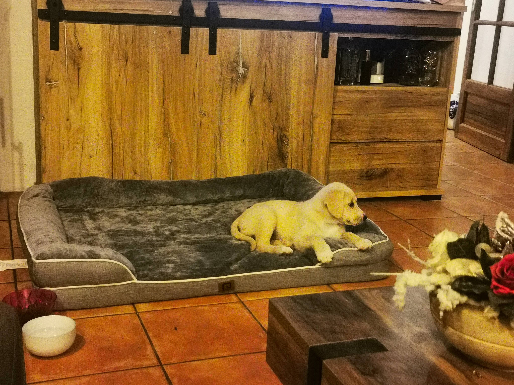 Youtwo a rejoint le concours — aidez-le/la à gagner de superbes lots ! art, building, carnivore, comfort, companion_dog, couch, dog, dog_breed, fawn, felidae, floor, flooring, hardwood, house, interior_design, living_room, studio_couch, table, window, wood