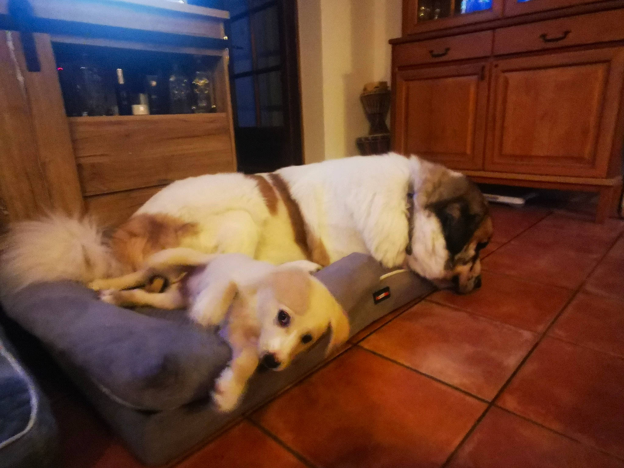 Youtwo participe au concours pour gagner de l'argent avec cette photo : cabinetry, carnivore, comfort, companion_dog, dog, dog_breed, dog_supply, drawer, fawn, flooring, fur, hardwood, pet_supply, snout, sporting_group, tail, terrestrial_animal, wood, wood_flooring, working_animal