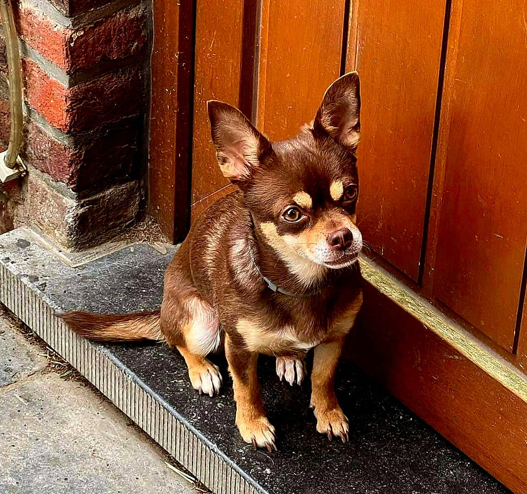 Maya a rejoint le concours — aidez-le/la à gagner de superbes lots ! brick, brickwork, canidae, carnivore, chihuahua, companion_dog, corgi_chihuahua, dog, dog_breed, dog_supply, door, fawn, fur, snout, sporting_group, terrestrial_animal, toy_dog, whiskers, wood, working_animal