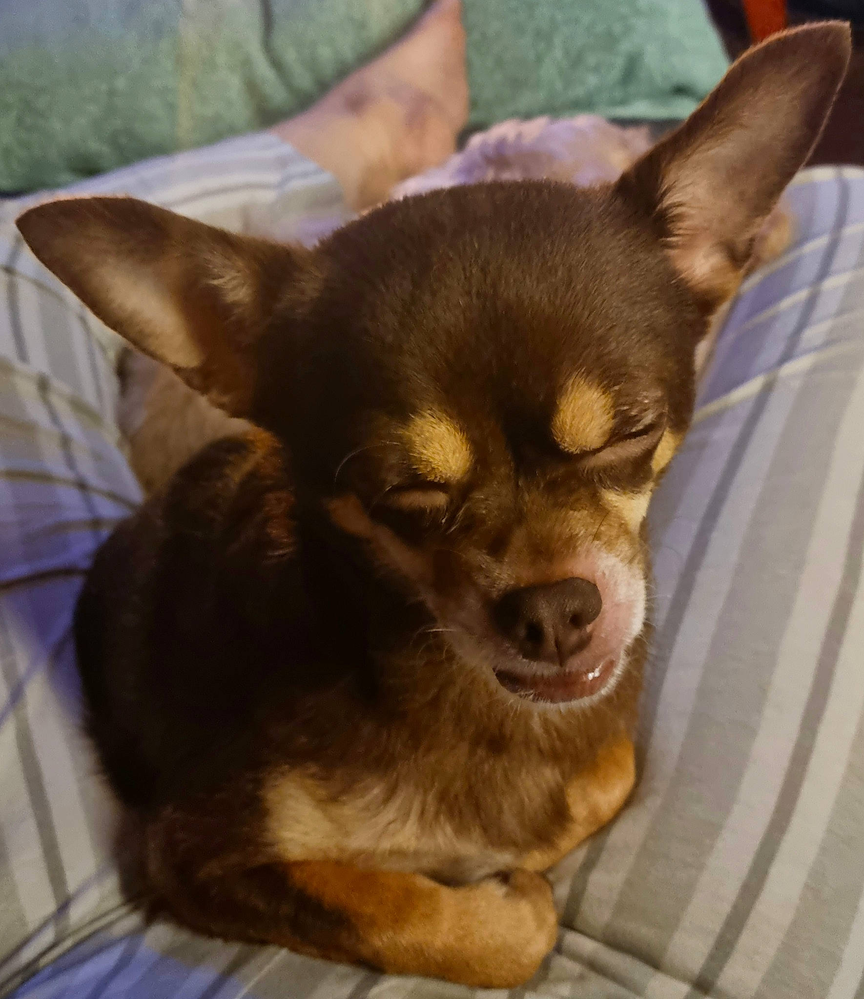 Maya participe au concours pour gagner de l'argent avec cette photo : carnivore, chihuahua, companion_dog, corgi_chihuahua, dog, dog_breed, dog_supply, ear, fawn, fur, liver, plant, snout, sporting_group, terrestrial_animal, toy_dog, whiskers, windshield, wood, working_animal