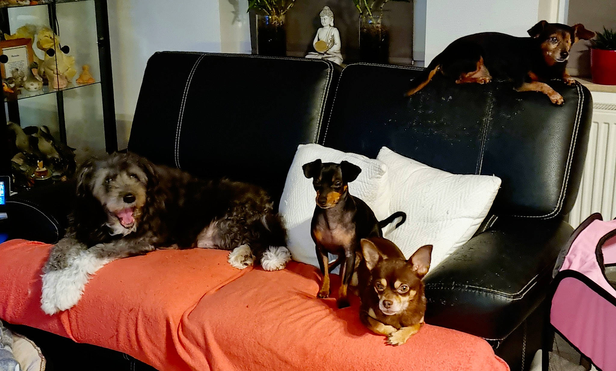 Maya a rejoint le concours — aidez-le/la à gagner de superbes lots ! canidae, carnivore, comfort, companion_dog, couch, dog, dog_breed, dog_supply, houseplant, liver, living_room, pet_supply, picture_frame, plant, room, sharing, sporting_group, studio_couch, toy_dog, working_animal