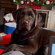 Gus is registered to the contest to win money with this photo: dog, labrador, chocolate_labrador, pet, animal, indoor, living_room, fireplace, christmas_decorations, holiday, red_blanket, furniture, cozy, relaxed, brown_fur, decor, festive, green_ornaments, red_ornaments, white_ornaments