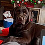 dog, labrador, chocolate_labrador, pet, animal, indoor, living_room, fireplace, christmas_decorations, holiday, red_blanket, furniture, cozy, relaxed, brown_fur, decor, festive, green_ornaments, red_ornaments, white_ornaments