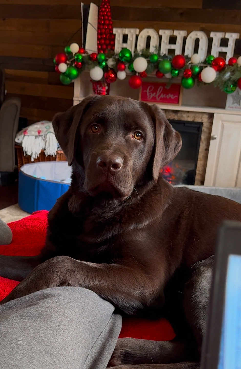 Gus is registered to the contest to win money with this photo: dog, labrador, chocolate_labrador, pet, animal, indoor, living_room, fireplace, christmas_decorations, holiday, red_blanket, furniture, cozy, relaxed, brown_fur, decor, festive, green_ornaments, red_ornaments, white_ornaments