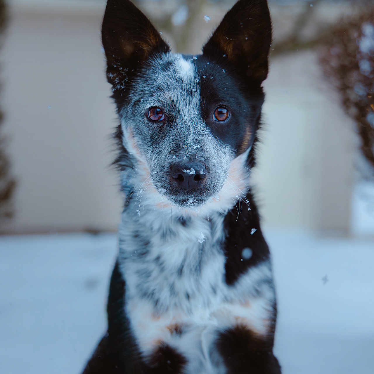 Remington