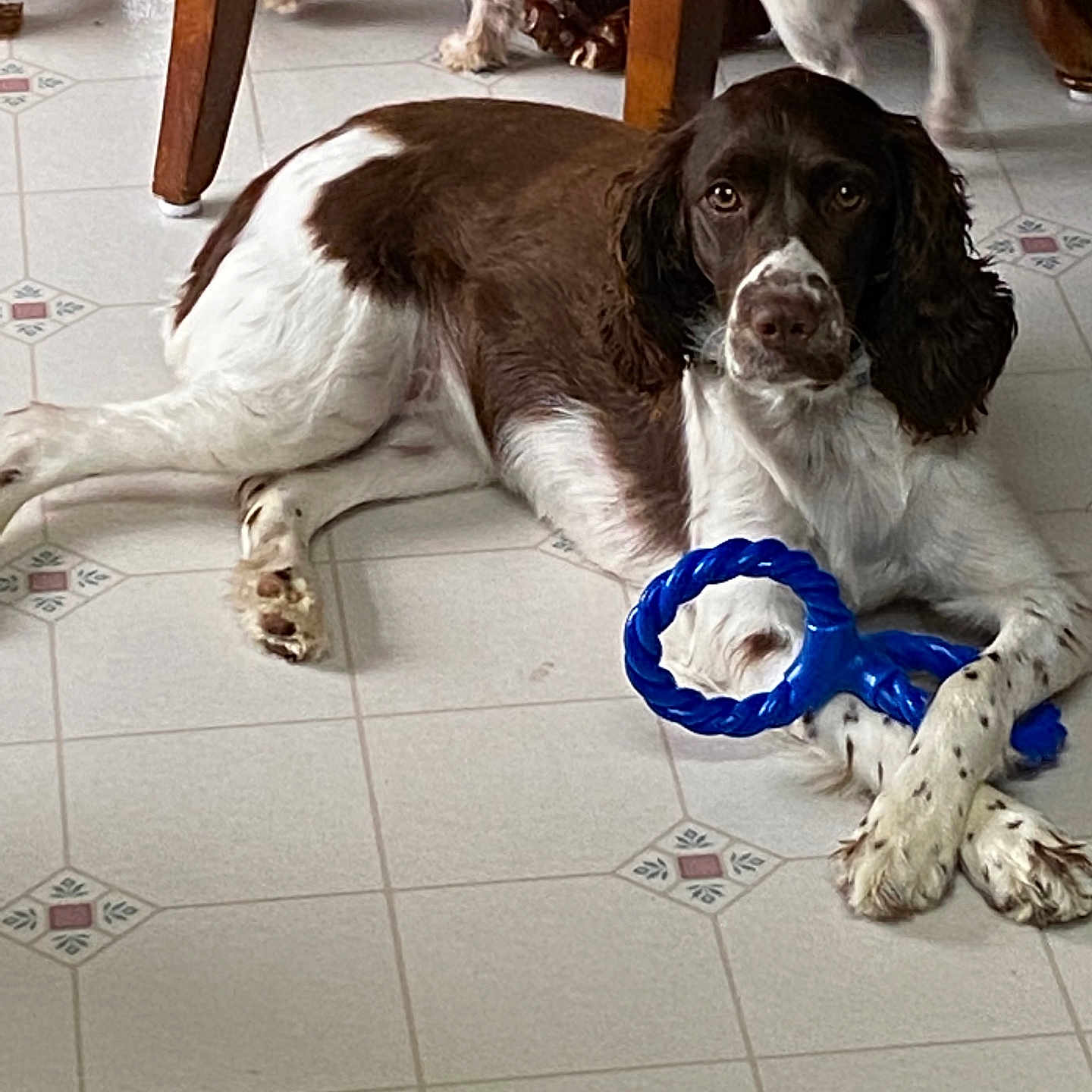 Kimber joined the competition — help win amazing prizes! accessories, animal, bulldog, canine, cat, cockerspaniel, collar, dog, hound, leash, manx, papillon, pet, pointer, puppy, saintbernard, strap, tile, toy, whitedog