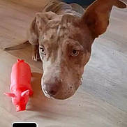 Niska a rejoint le concours — aidez-le/la à gagner de superbes lots ! dog, toy, pink_pig, wooden_floor, indoor, pet, curious, ears, brown_spotted, looking_up, heater, furniture, animal, floor, playful, domestic, closeup, portrait, companion, cute