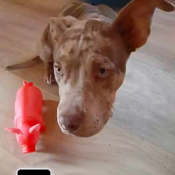 Niska a rejoint le concours — aidez-le/la à gagner de superbes lots ! animal, brown_spotted, closeup, companion, curious, cute, dog, domestic, ears, floor, furniture, heater, indoor, looking_up, pet, pink_pig, playful, portrait, toy, wooden_floor