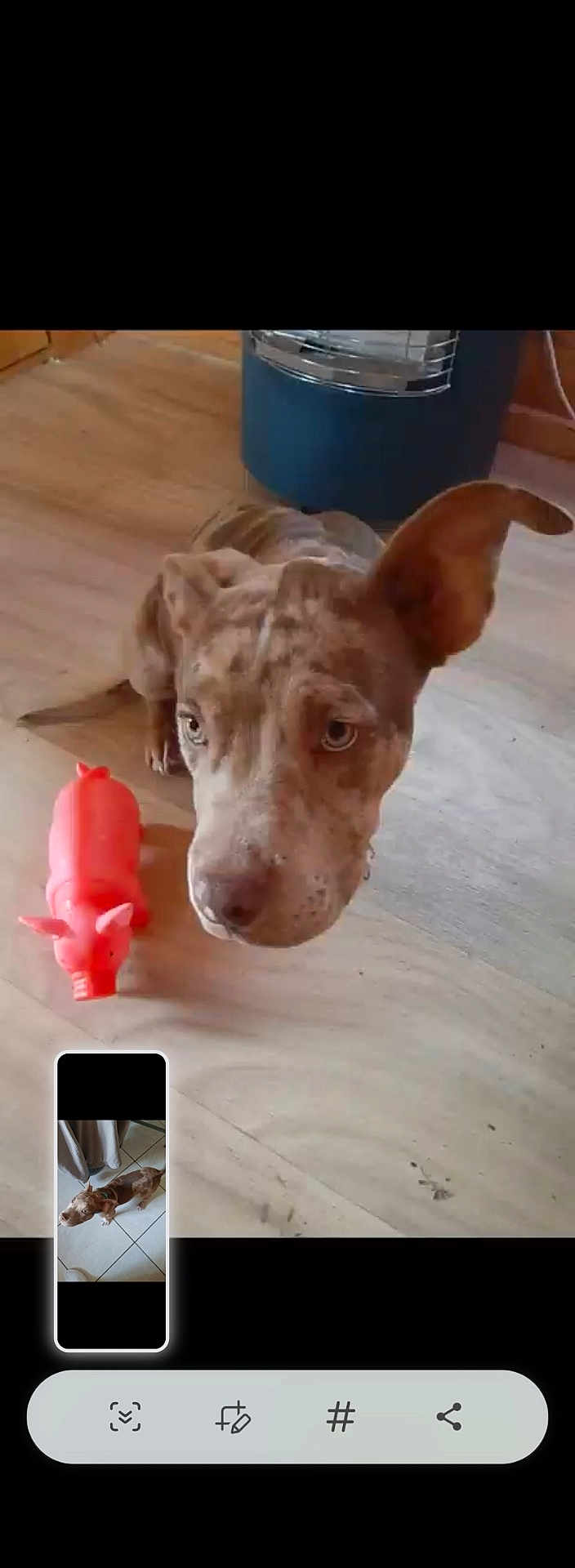 Niska a rejoint le concours — aidez-le/la à gagner de superbes lots ! dog, toy, pink_pig, wooden_floor, indoor, pet, curious, ears, brown_spotted, looking_up, heater, furniture, animal, floor, playful, domestic, closeup, portrait, companion, cute