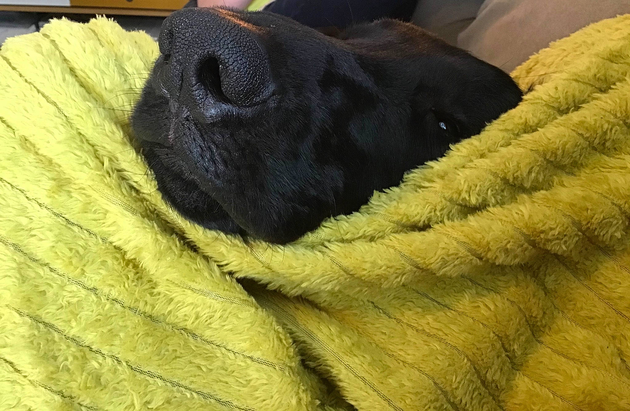 Pepper participe au concours pour gagner de l'argent avec cette photo : carnivore, comfort, companion_dog, couch, dog, dog_breed, fawn, fur, linens, nap, pattern, sporting_group, tail, terrestrial_animal, thread, wood, wool, woolen, working_animal, wrinkle