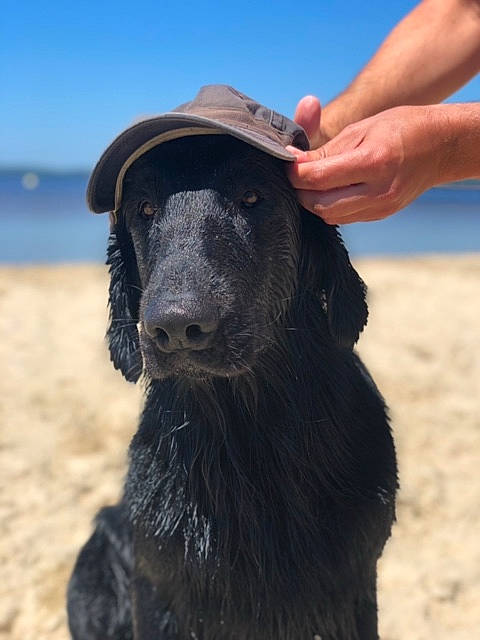 Pepper a rejoint le concours — aidez-le/la à gagner de superbes lots ! beach, canidae, carnivore, dog, dog_breed, fur, hat, landscape, ocean, sand, sheep, sky, snout, soil, sporting_group, terrestrial_animal, water, wildlife, working_animal, working_dog