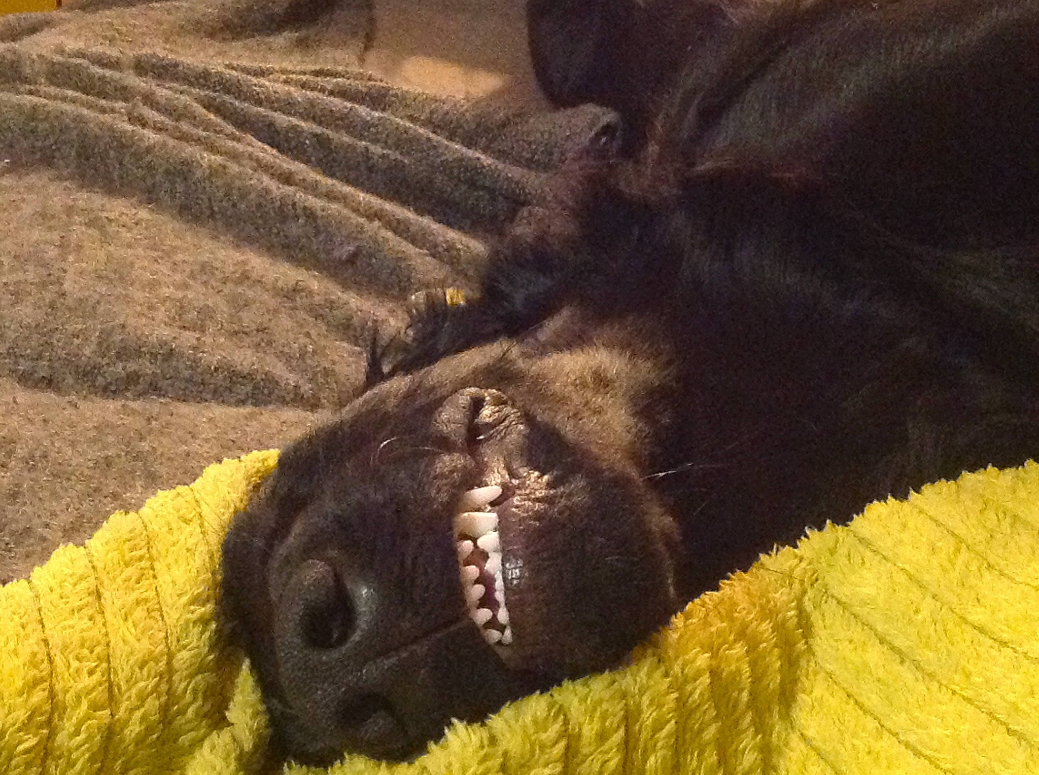 Pepper a rejoint le concours — aidez-le/la à gagner de superbes lots ! brown, carnivore, comfort, companion_dog, dog, dog_breed, fawn, flooring, foot, fur, grey, hardwood, human_leg, liver, snout, terrestrial_animal, textile, wood, working_animal, wrinkle